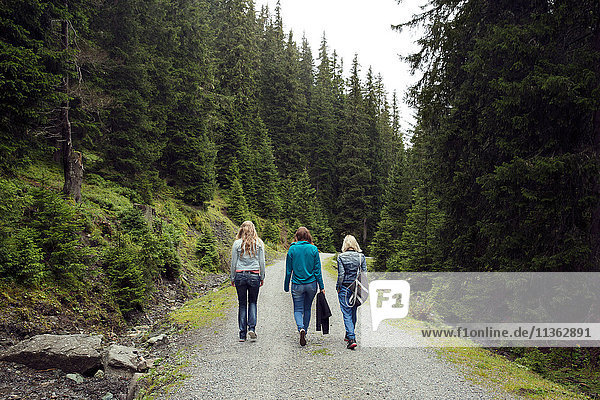 Rear view of three female friends walking along forest dirt track  Sattelbergalm  Tyrol  Austria
