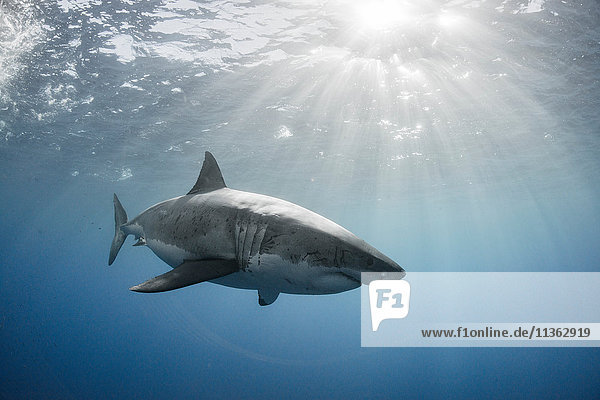 Weißer Hai umkreist das kristallblaue Wasser der Insel Guadalupe  Mexiko