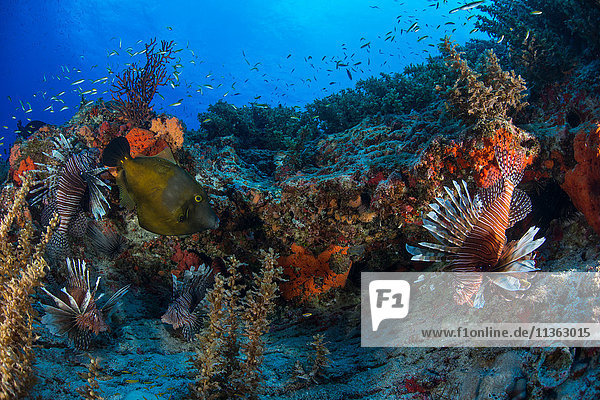 Lionfish by reef  Cancun  Mexico