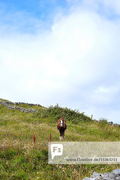 Porträt eines Pferdes im Feld  Inishmore  Irland