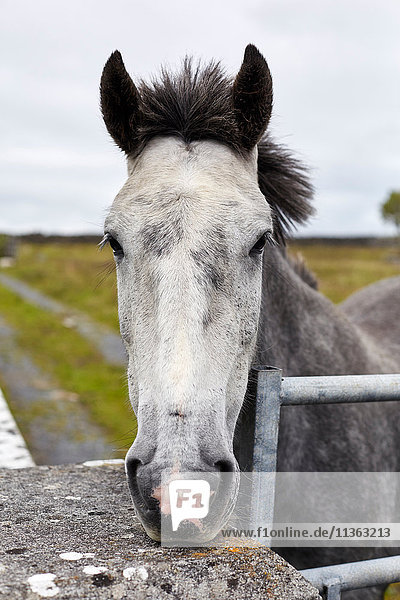 Porträt eines Pferdes  Nahaufnahme  Inishmore  Irland