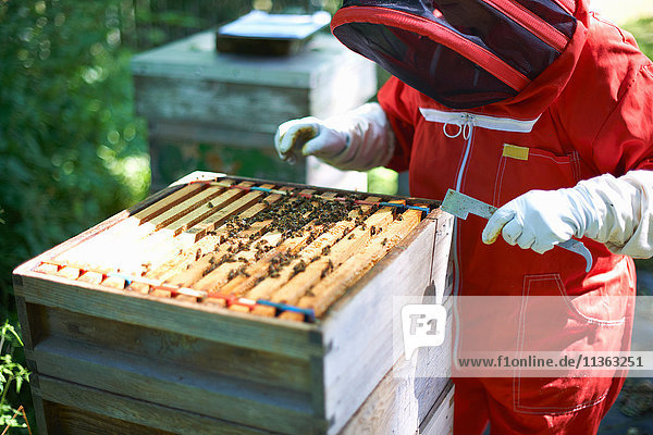 Imker untersucht Bienenstock