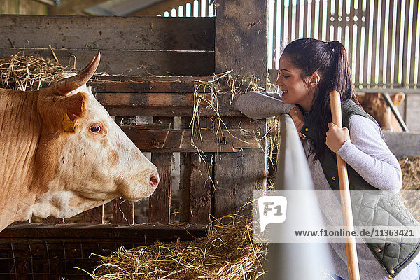 Seitenansicht einer Frau im Stall von Angesicht zu Angesicht mit einer Kuh