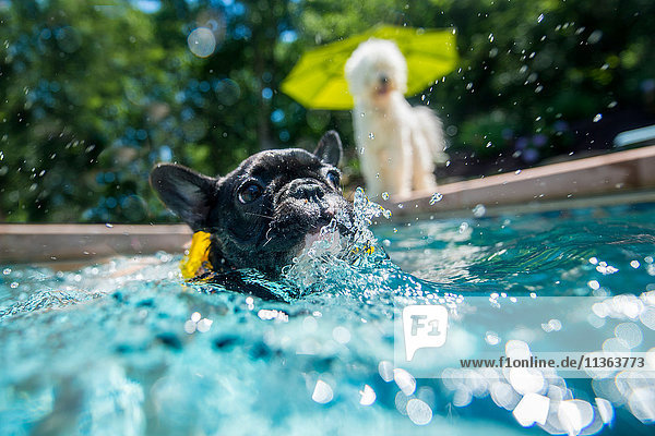 Hund watend im Schwimmbad