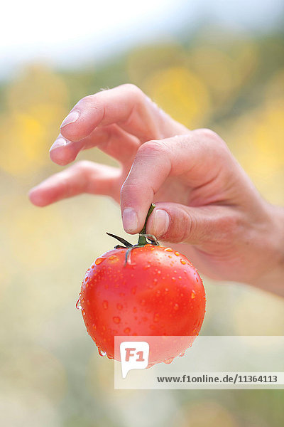 Frauenhand hält frische Tomate