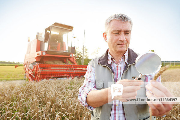 Landwirt im Weizenfeld schaut durch eine Lupe auf die Ähre