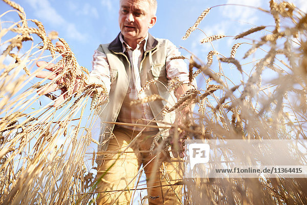Landwirt in Weizenfeld Qualitätskontrolle Weizen