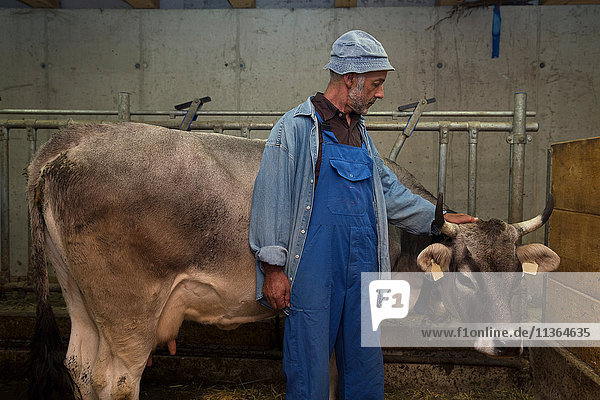 Senior male dairy farmer petting cow in shed  Sattelbergalm  Tyrol  Austria