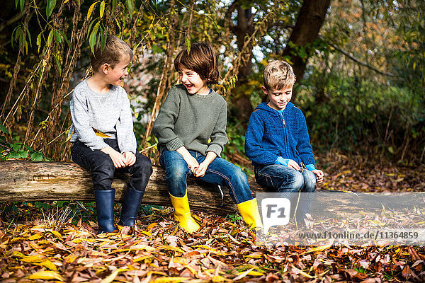 Three boys  outdoors  sitting on log  surrounded by autumn leaves