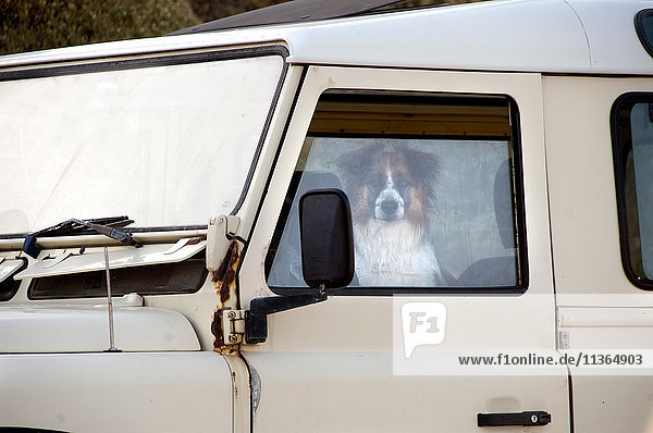 Hund sitzt in weißem Lieferwagen und schaut aus dem Fenster