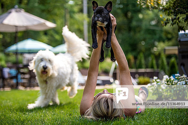 Frau liegt auf Gras und hält französische Bulldogge in der Luft  Goldendoodle läuft im Hintergrund