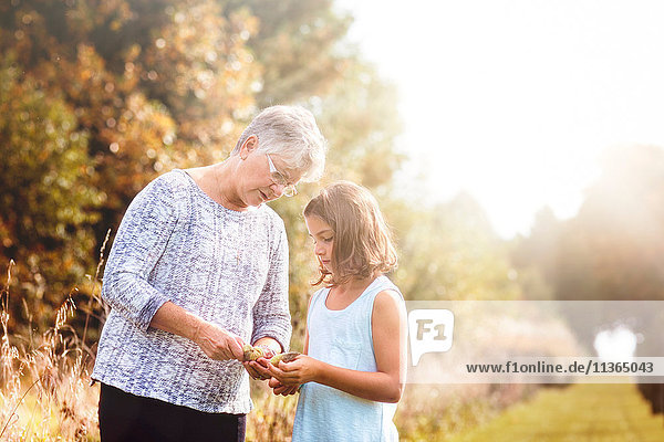 Grandmother showing granddaughter the seeds inside of a milkweed pod