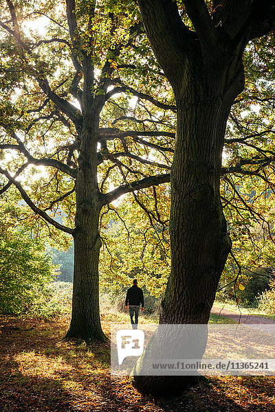 Rückansicht des im Herbst im Epping Forest flanierenden Mannes,  London,  UK