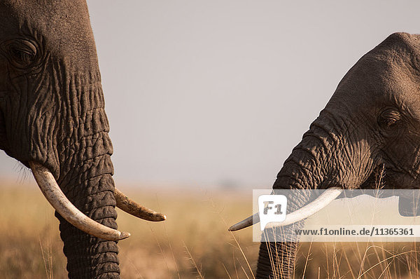 Afrikanische Elefanten treffen und begrüßen sich in den Ebenen der Masai Mara im Süden Kenias
