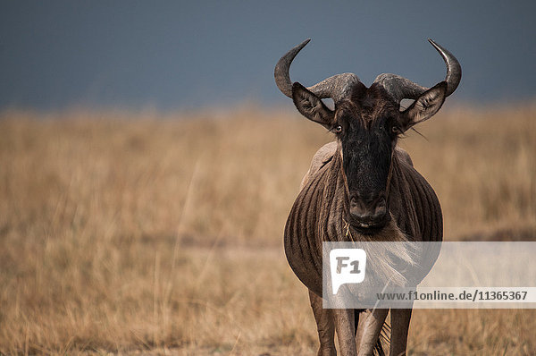 Einsame Gnus in den afrikanischen Ebenen  Masai Mara  Kenia
