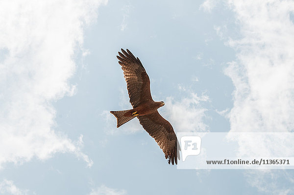 Falke fliegt auf Beutejagd  Masai Mara  Kenia
