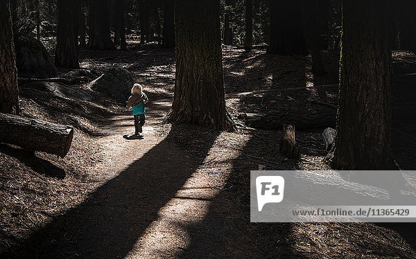 Junge wandert im Wald  Rückansicht  Sequoia-Nationalpark  Kalifornien  USA