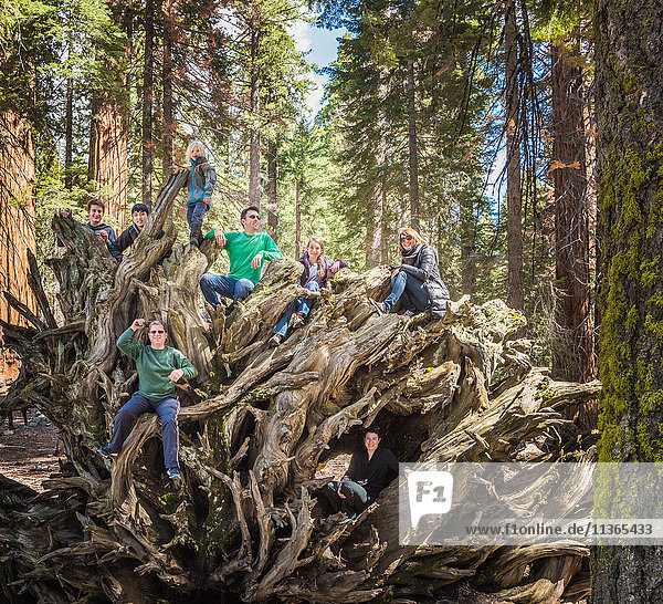 Gruppe von Menschen  die auf große Baumwurzeln klettern  Sequoia-Nationalpark  Kalifornien  USA