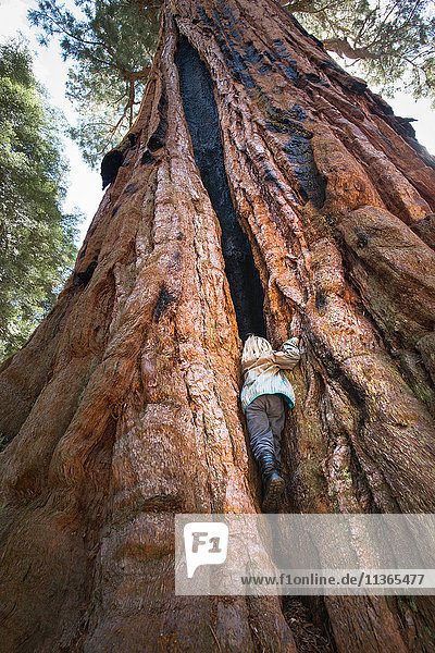 Junge klettert auf großen Baum  zwischen Rinde  Rückansicht  Tiefblick  Sequoia-Nationalpark  Kalifornien  USA