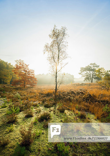 Feld mit Heidekraut zwischen Wäldern am Herbstmorgen  Wouw  Niederlande