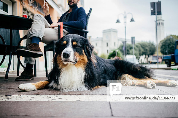 Porträt eines liegenden Hundes  der im Strassencafé wartet