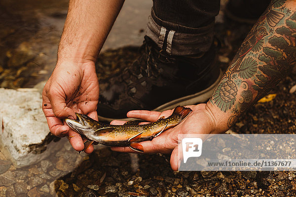 Hands of male hiker holding fish on river bank  Mineral King  Sequoia National Park  California  USA