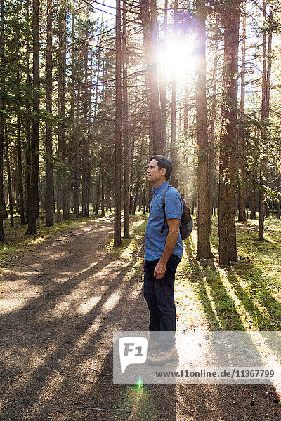 Älterer männlicher Wanderer steht im sonnenbeschienenen Wald  Canmore  Alberta  Kanada