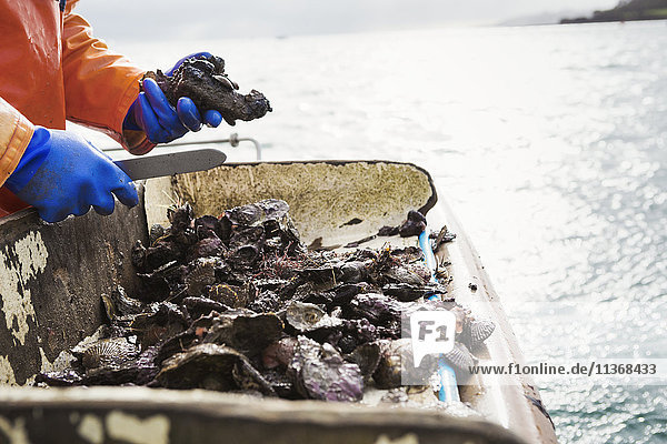 Ein Fischer,  der auf einem Bootsdeck arbeitet und Austern und andere Schalentiere aussortiert. Traditionelle,  nachhaltige Austernfischerei auf dem Fluss Fal.