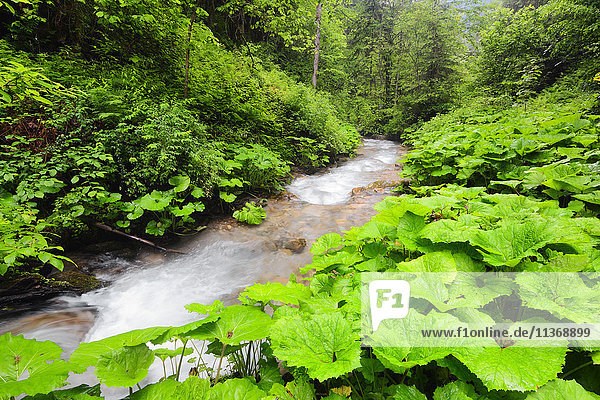 Ukraine  Zakarpattia  Rakhiv district  Carpathians  Stream in forest