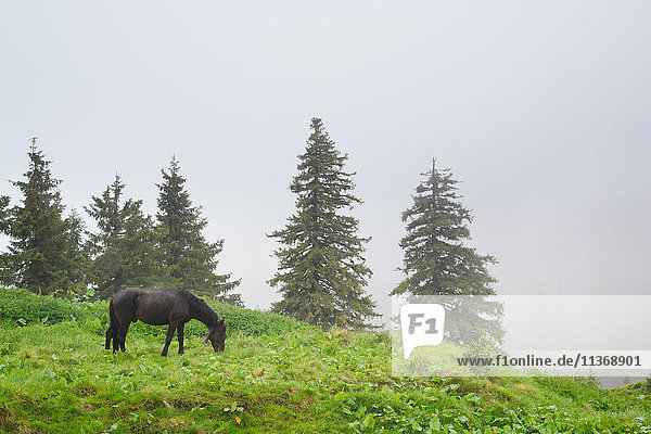 Ukraine  Zakarpattia  Bezirk Rachiw  Karpaten  Maramures  Pferd auf der Weide