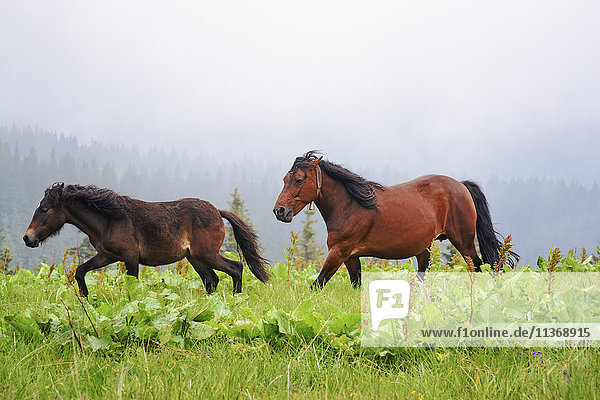 Ukraine  Gebiet Iwano-Frankiwsk  Bezirk Werchowyna  Karpaten  Tschernohora  Pferde auf der Weide