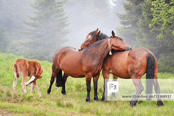 Ukraine  Gebiet Iwano-Frankiwsk  Bezirk Werchowyna  Karpaten  Tschernohora  Pferde auf der Weide