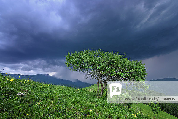 Ukraine  Gebiet Iwano-Frankiwsk  Bezirk Werchowyna  Karpaten  Dorf Dzembronya  Grüner Baum unter Gewitterwolken
