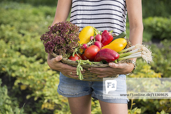 Midsection of a woman with vegetable basket in community garden