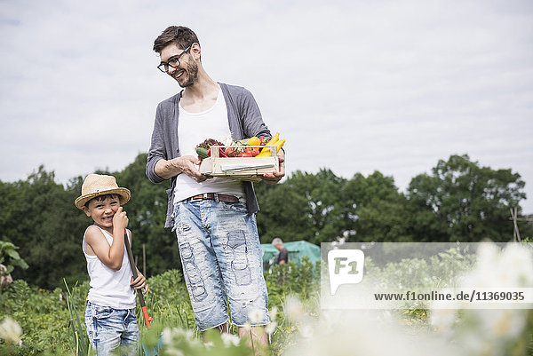 Mittelgroßer Mann mit seinem Sohn bei der Gemüseernte im Gemeinschaftsgarten