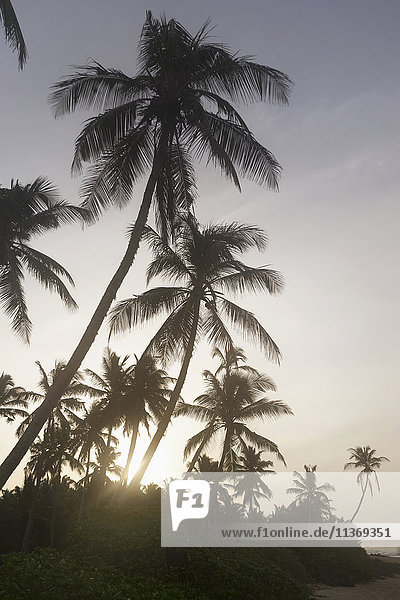 Palmen am Strand  Tangalle  Südprovinz  Sri Lanka