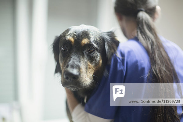 Veterinarian doing a check-up on a dog  Breisach  Baden-Württemberg  Germany