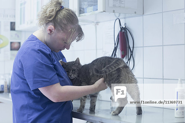 Tierärztin bei der Untersuchung einer Katze im OP  Breisach  Baden-Württemberg  Deutschland