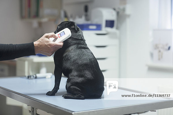 Tierarzt bei der Untersuchung eines Hundes  Breisach  Baden-Württemberg  Deutschland