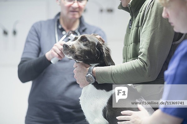 Tierärzte bei der Untersuchung eines Hundes  Breisach  Baden-Württemberg  Deutschland