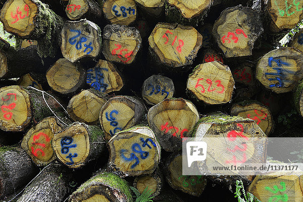 Frankreich  Westfrankreich  Vendee  Stapeln von nummerierten Stämmen im Wald von Vouvrant