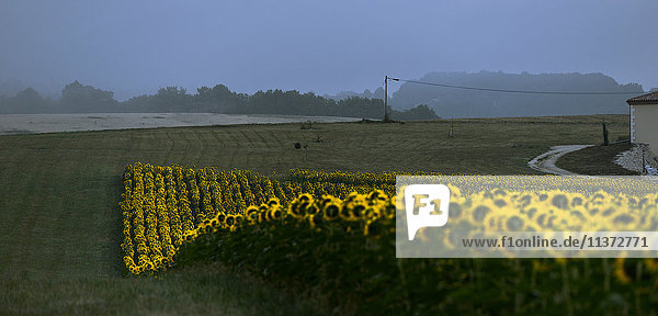Frankreich  Dordogne  Morgendämmerung auf einem Feld  das eine Welle von Sonnenblumen bildet.