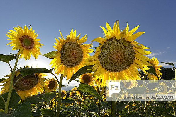 Frankreich  Dordogne  Nahaufnahme von Sonnenblumen in der Sonne gegen blauen Himmel