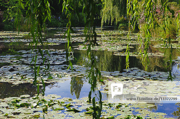 Frankreich. Normandie. Eure. Giverny. Garten von Claude Monets Haus. Der Teich in weißen Seerosen