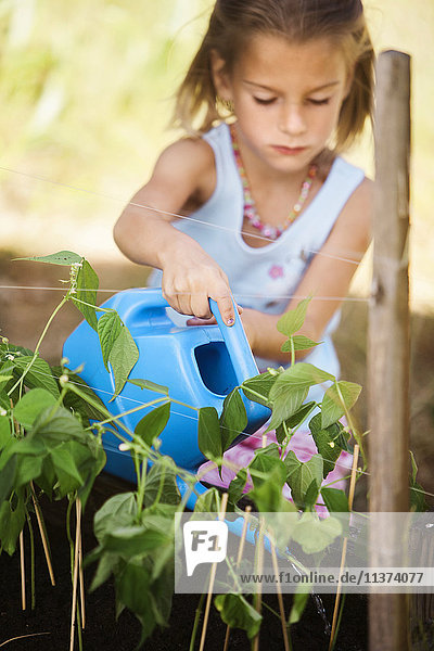 Mädchen bewässert Bohnenpflanzen