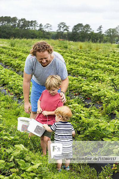 Caucasian father and sons picking strawberries