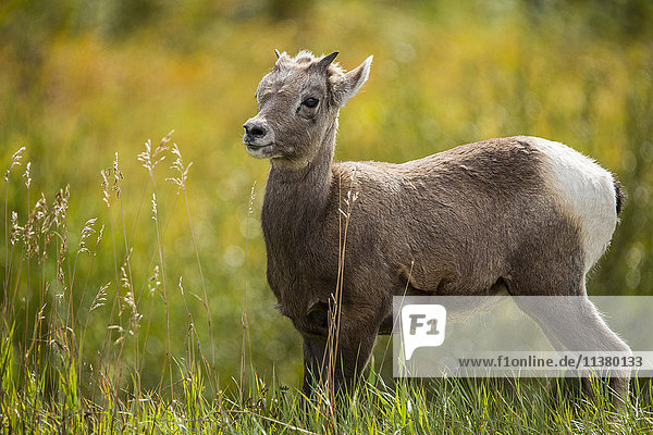 Bighorn sheep standing in grass field