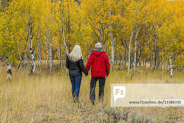 Caucasian couple walking in forest in autumn