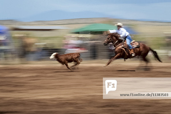 Cowgirl jagt ein Kalb beim Rodeo