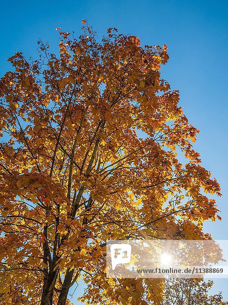 Herbstsonne scheint durch gelbe Blätter  Ahornbaum (Acer)  Bayern  Deutschland  Europa